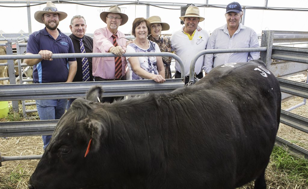 auction steers