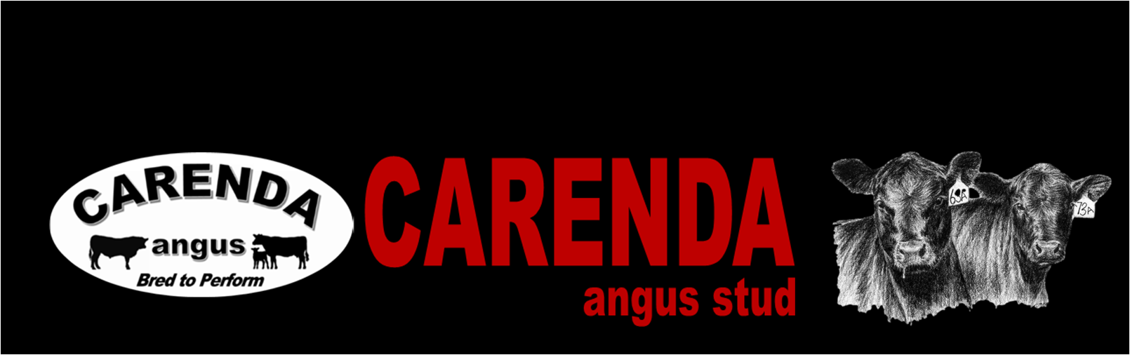 CARENDA ANGUS